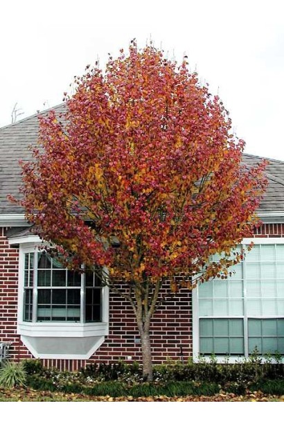 Груша Каллері Шантеклер